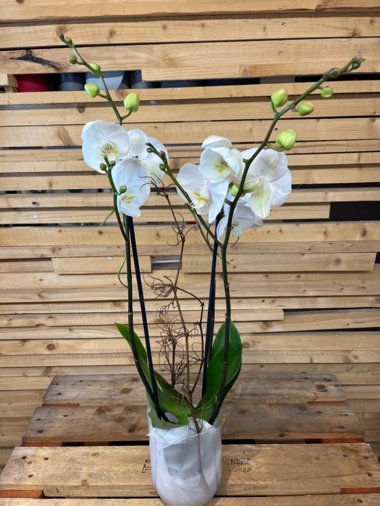 Orchidee "weiß" Bild 1